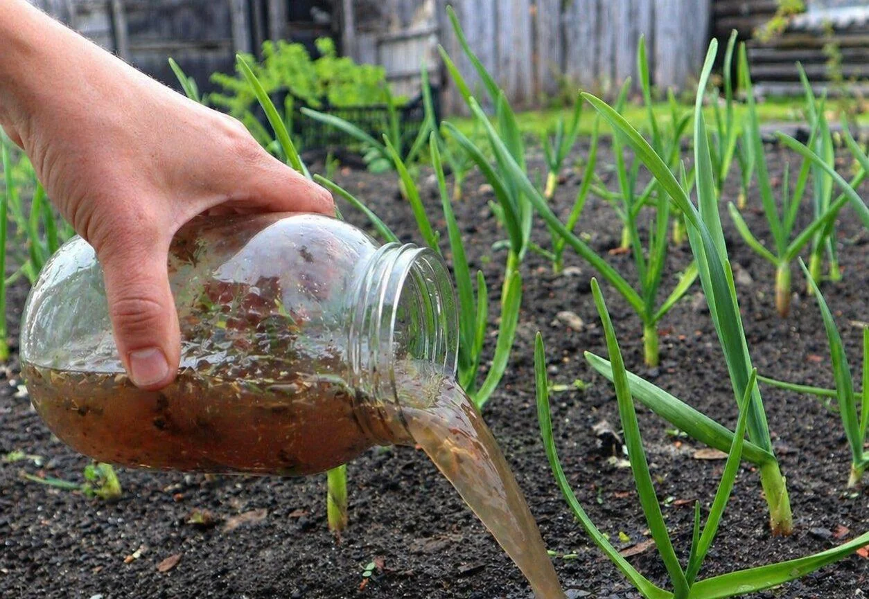 Полив городніх рослин водою після варіння яєць як добривом